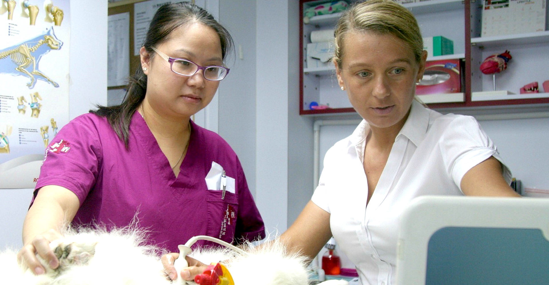 Singapore Veterinary Imaging Singapore Veterinary Imaging