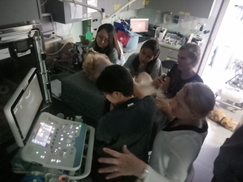 In-Clinic Training