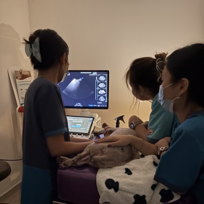 In Clinic Training, Small Animal Abdominal Ultrasound - Pet Space Vet Central Surgery, 11 Sep 2025
